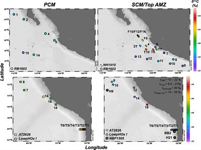 Carbon Assimilation by the Picoplanktonic Community Inhabiting the Secondary Chlorophyll Maximum of the Anoxic Marine Zones of the Eastern Tropical North and South Pacific